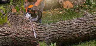 Trusted Phoenix, NY Tree Services Experts