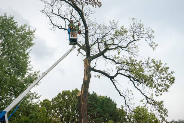 Best Tree Risk Assessment  in Phoenix, NY